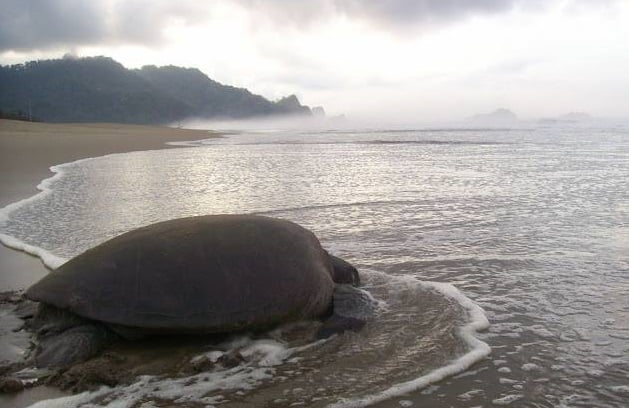 Turtle Point Explore Sukamade Beach and Meet Cute Turtles with the Tour from Yogyakarta