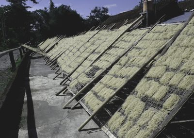 drying of cassava noodle in yard